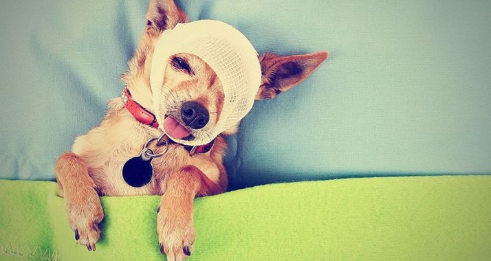 Dog head bandaged